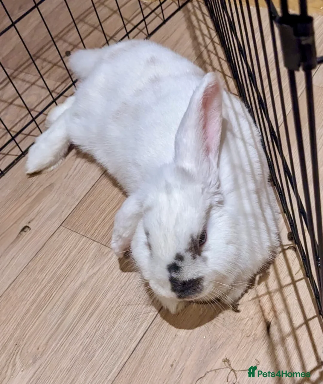 English Lop rabbits for sale: Female rabbit  in Torquay - Advert 2