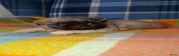 Shih Tzu dogs for sale: 💜🩷💙Stunning KC Shih Tzu Puppies💜🩵🩷 - Advert 4