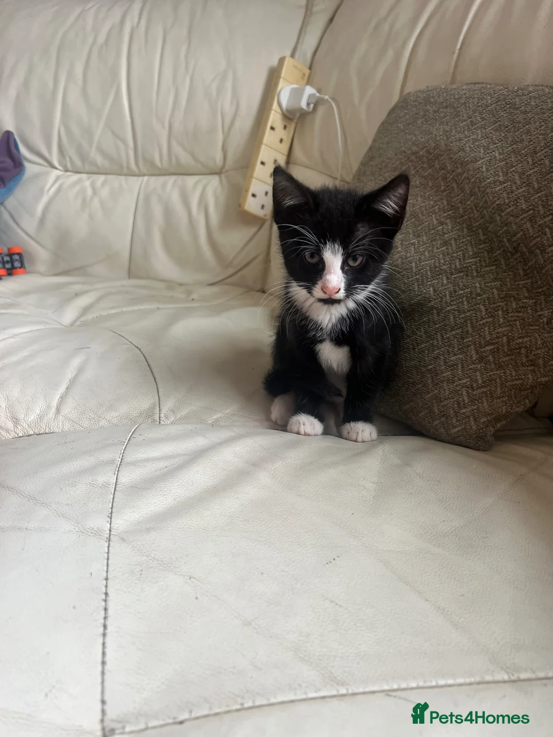 British Shorthair cats for sale: British short hair kittens  in Gillingham - Advert 13