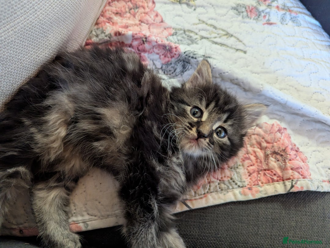 Bombay cats for sale: Different prices Bombay X long hair  - Image 6