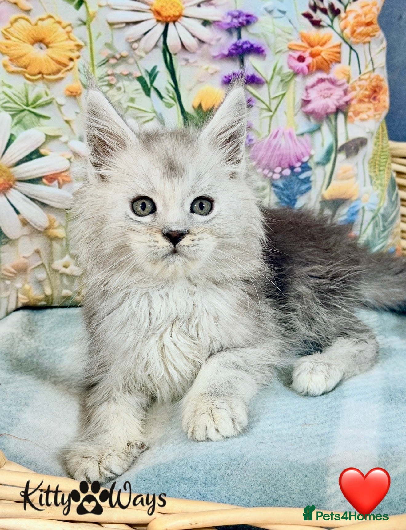 Maine Coon cats 🐾💠 *TICA REG* SILVER MAINE COON KITTENS 💠🐾 - Advert 4