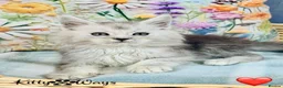 Maine Coon cats for sale: 🐾💠 *TICA REG* SILVER MAINE COON KITTENS 💠🐾 - Advert 1