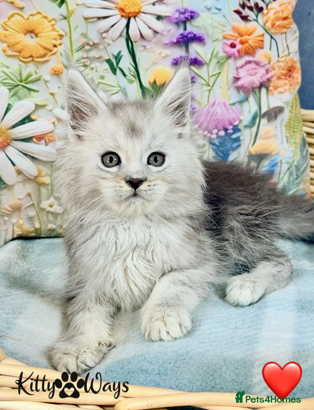 Maine Coon cats for sale: 🐾💠 *TICA REG* SILVER MAINE COON KITTENS 💠🐾 - Advert 1