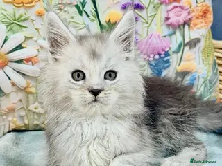Maine Coon cats 🐾💠 *TICA REG* SILVER MAINE COON KITTENS 💠🐾 - Advert 4