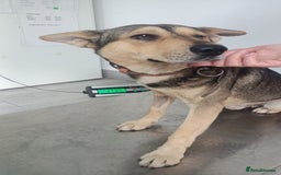 Mixed Breed dogs for adoption: 🐺 WOLFIE – A Brave Soul Ready for a New Life 🖤 - Advert 4