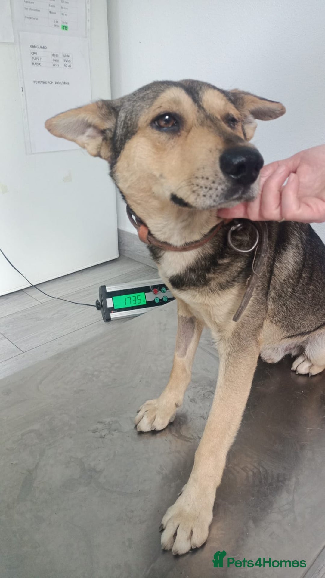 Mixed Breed dogs for adoption: 🐺 WOLFIE – A Brave Soul Ready for a New Life 🖤 - Advert 4