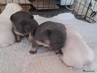 French Bulldog dogs - Advert 18