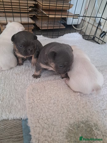 French Bulldog dogs - Advert 1