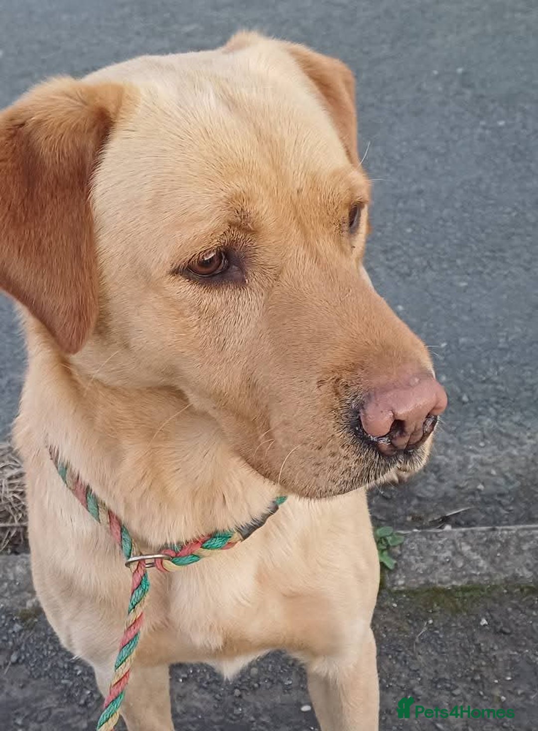 Labrador Retriever dogs for sale: Labrador Pups from Health Tested Parents. - Image 9