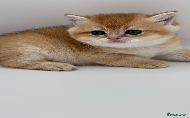 British Shorthair cats - Advert 1