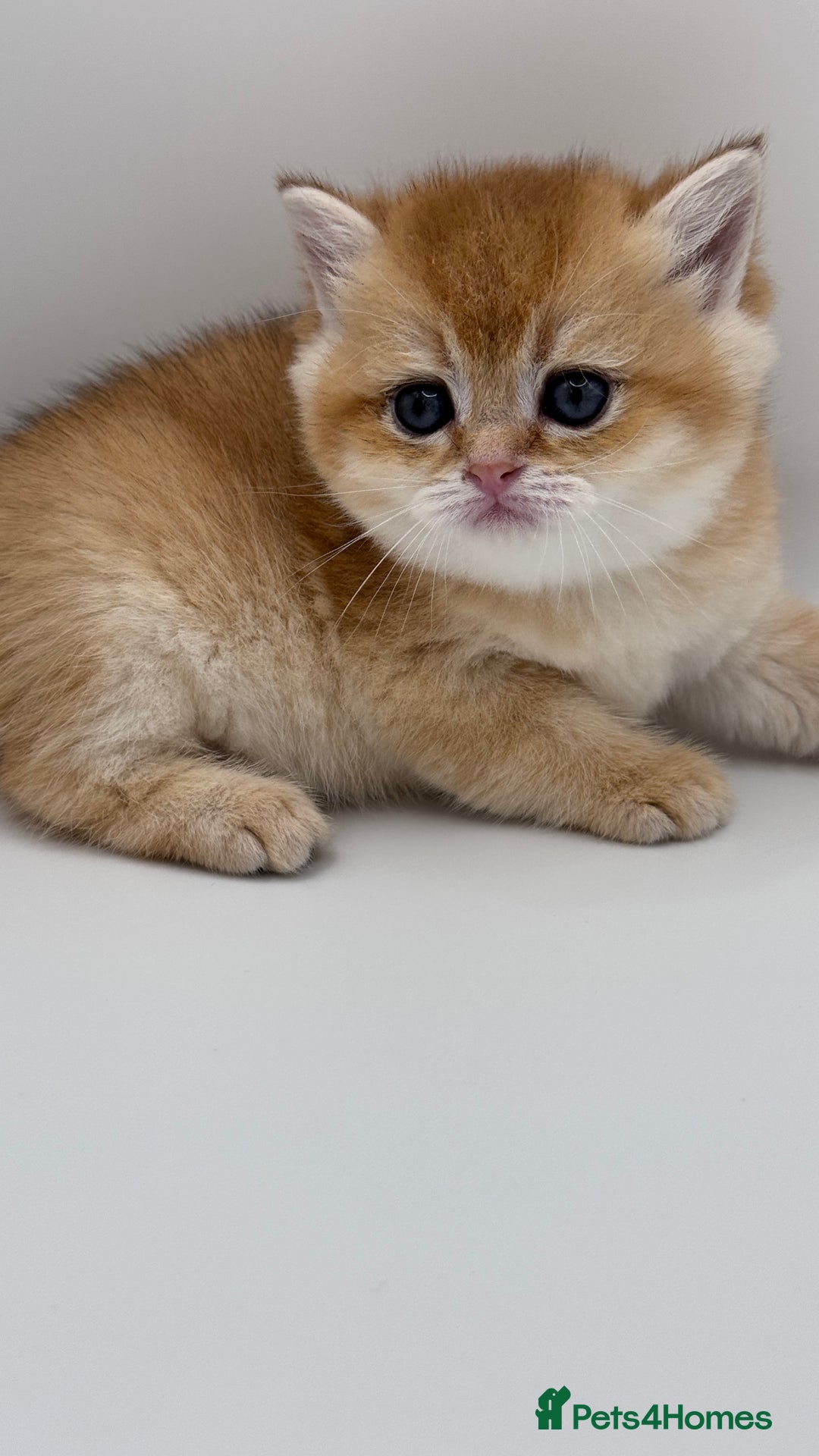 British Shorthair cats for sale: GCCF BSH BY12 GOLDEN CHOCOLATE KITTENS  - Image 1