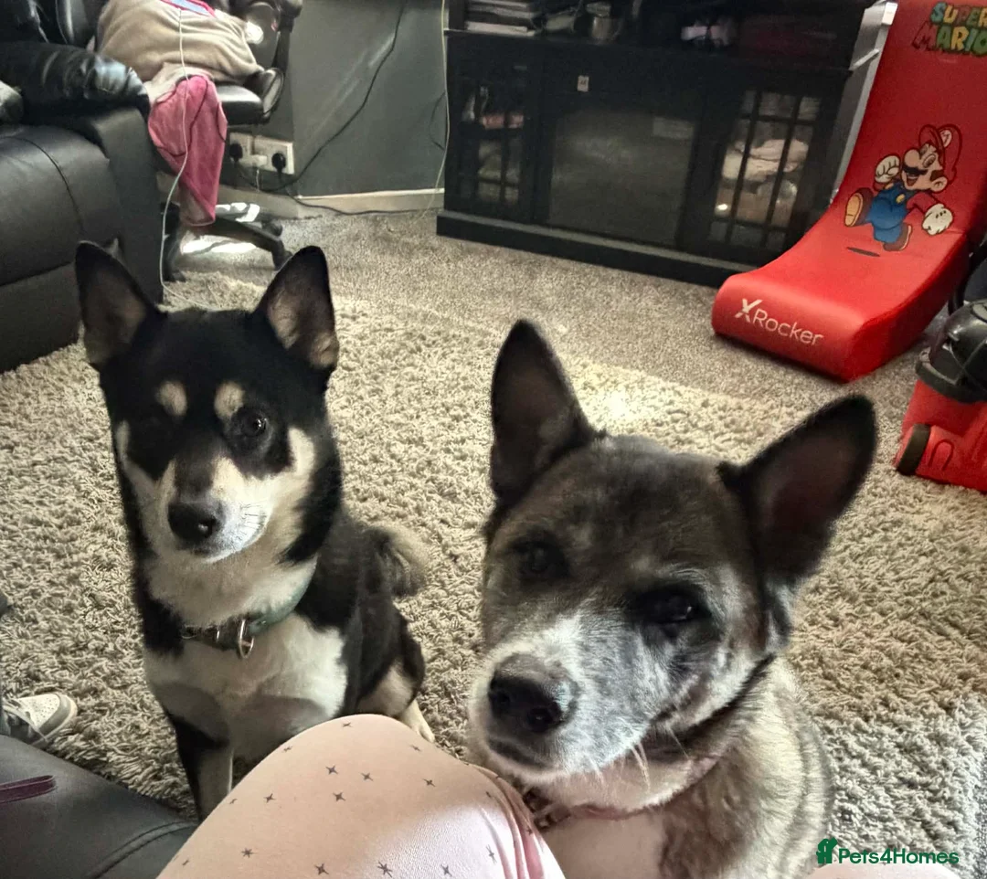 Huskita dogs for sale: Husky akita puppies  - Advert 1