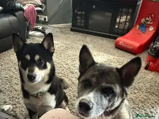 Huskita dogs Husky akita puppies - Advert 15