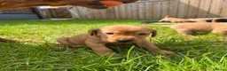Labrador Retriever dogs for sale: Beautiful Fox red Labrador pups  - Advert 2