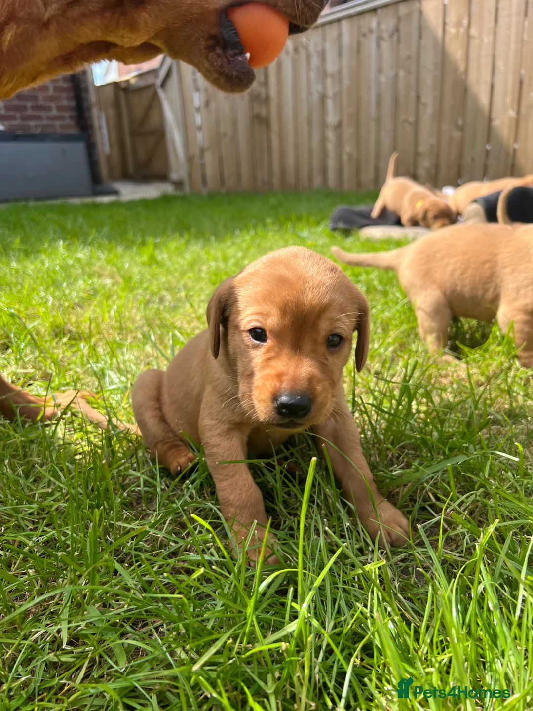 Labrador Retriever dogs for sale: Beautiful Fox red Labrador pups  - Advert 2