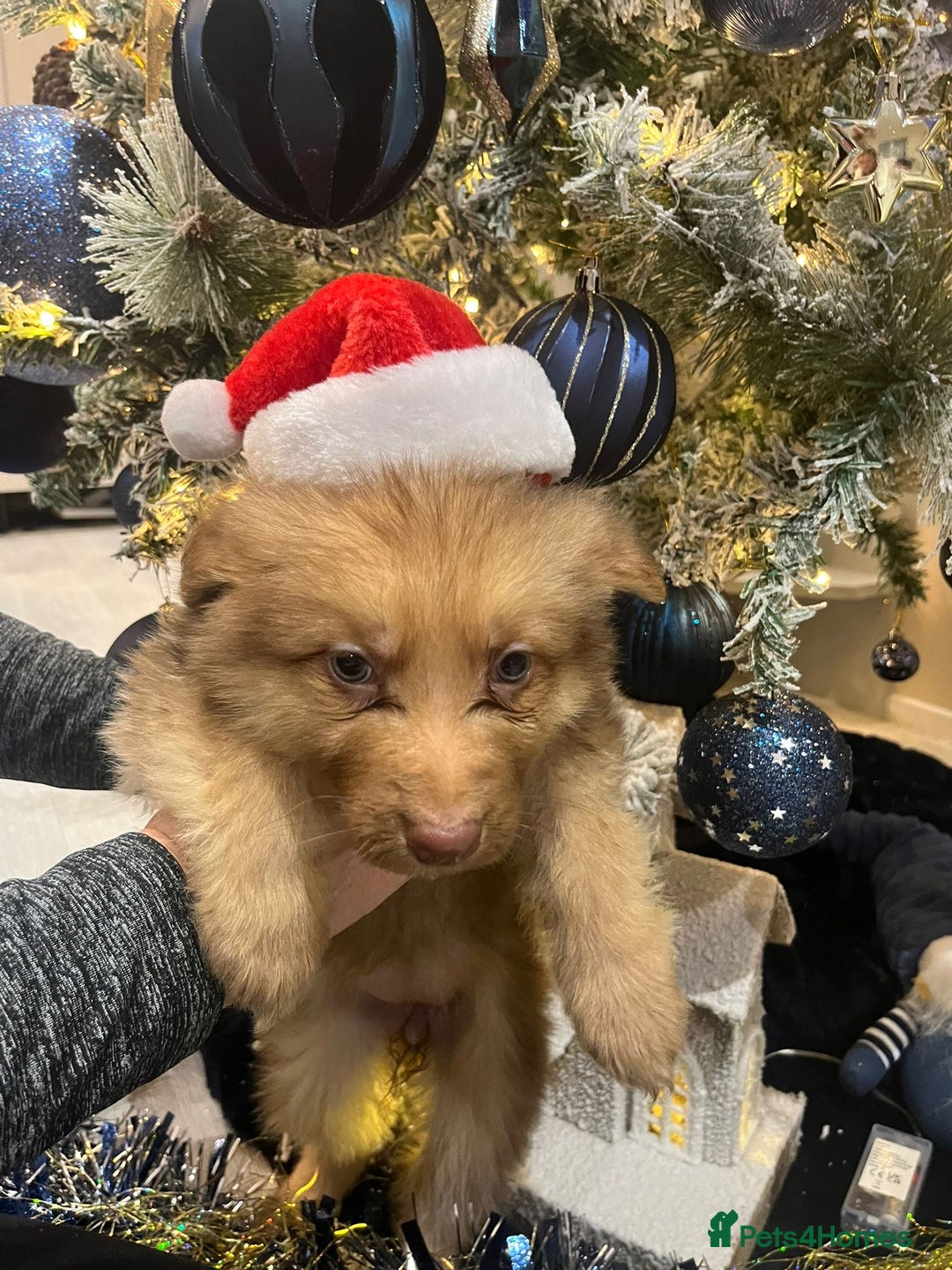 German Shepherd dogs for sale: Working KC GSD German shepherd puppies  - Advert 14