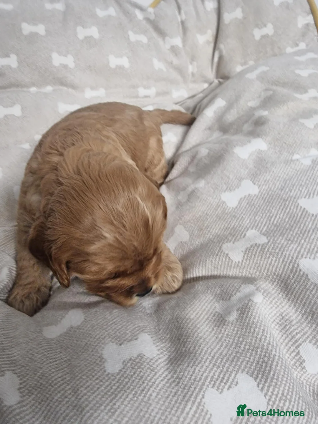 Cavapoo dogs for sale: Cavapoo - Advert 10