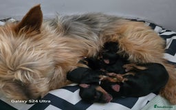 Yorkshire Terrier dogs for sale: Beautiful Yorkshire terrier girl  - Image 4