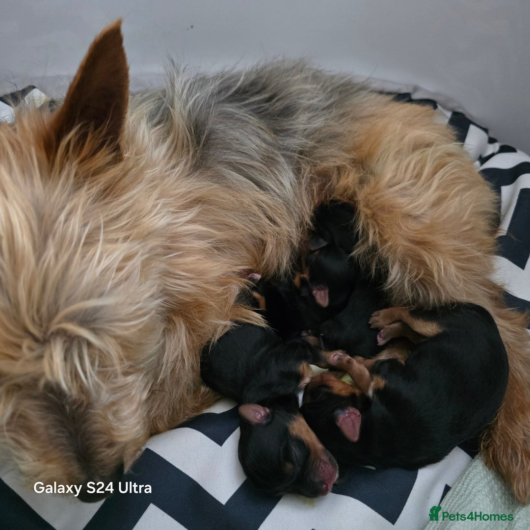 Yorkshire Terrier dogs for sale: Beautiful Yorkshire terrier girl  - Image 4