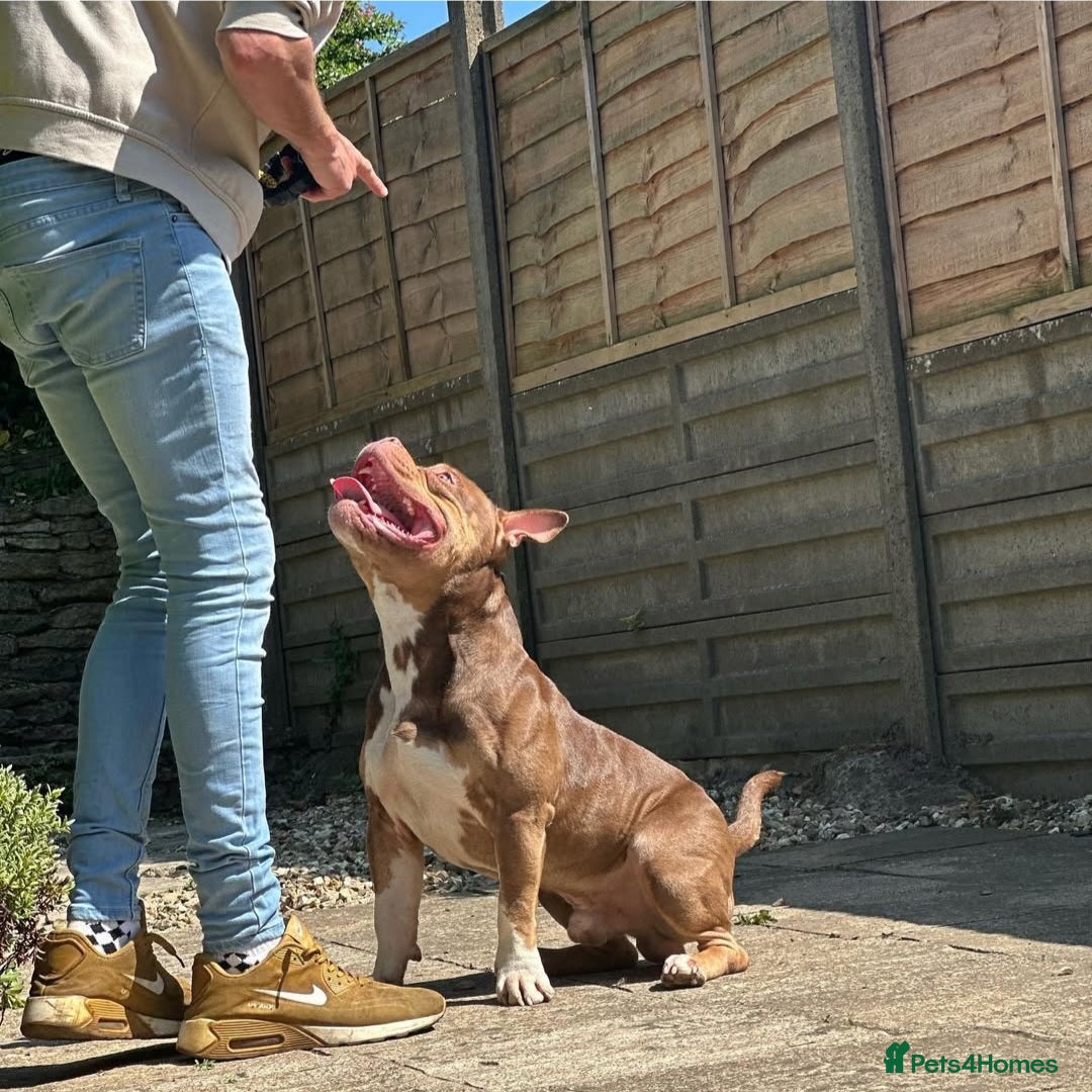 American Bully dogs for stud: STUD ABKC American Pocket Bully  - Advert 5