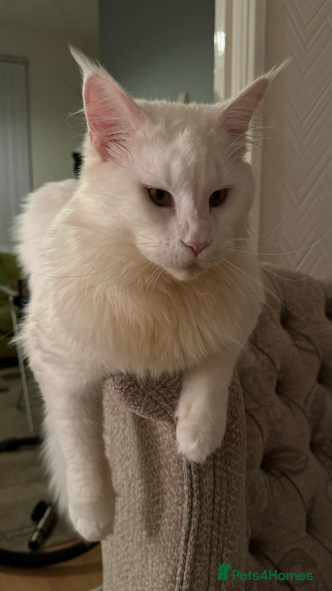 Maine Coon cats for stud: Maine Coon Male Available for Stud - Advert 2