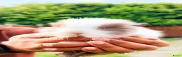Mixed Breed rabbits for sale: 4 Baby Lionhead Bunnies Seeking Loving Homes in Coventry - Advert 3