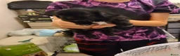 Mixed Breed dogs for sale: Shih tzu Cross chihuahua  - Advert 12