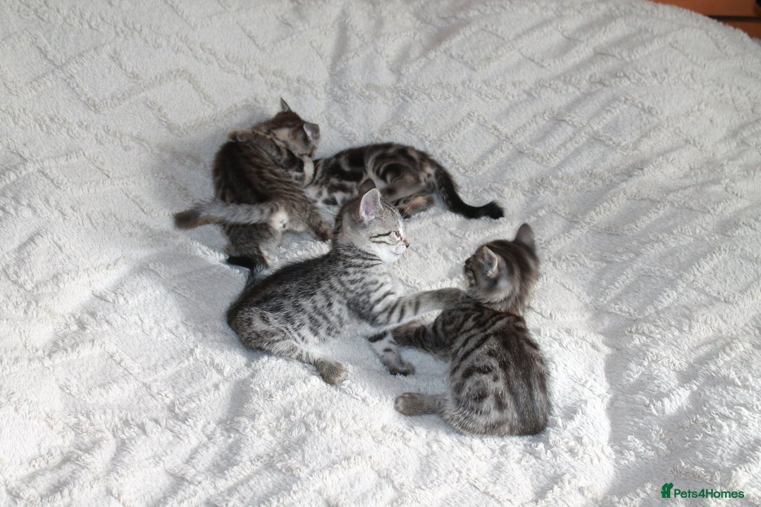 Bengal cats for sale: Adorable, affectionate, so cute kittens for sale!! - Image 26