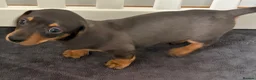 Miniature Dachshund dogs for sale: 2 Girls Left - KC stunning Miniature Dachshunds 🩷 - Advert 16
