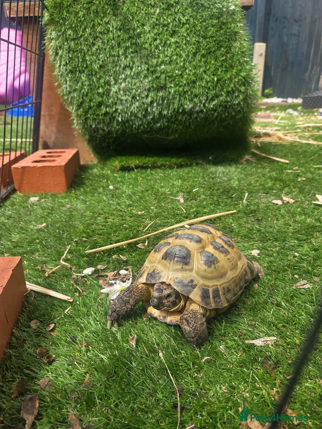 Tortoise reptiles for sale: Sulcata & Horsefield tortise  - Advert 2