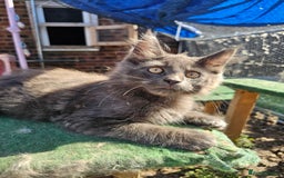 Maine Coon cats for sale: Maine coon boys - Image 9