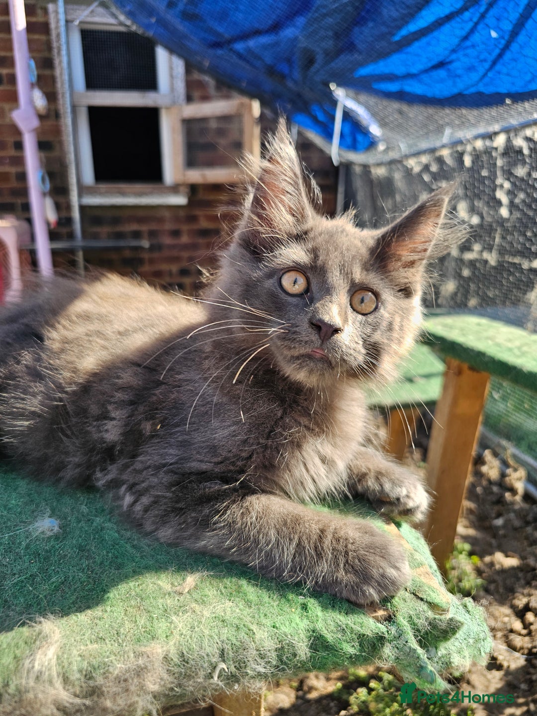Maine Coon cats for sale: Maine coon boys - Image 9