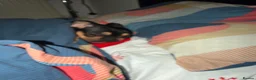 French Bulldog dogs for sale: French bulldog - Advert 2