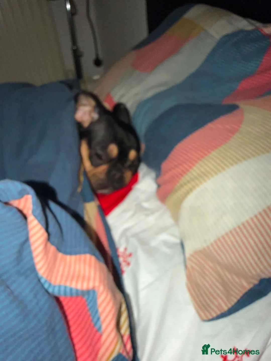 French Bulldog dogs for sale: French bulldog - Advert 2