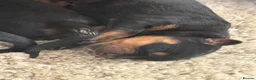 Rottweiler dogs for sale: Our gorgeous Rottweiler puppies !  in Morecambe - Advert 11