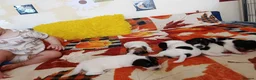 Jack Russell dogs for sale: 5 Beautiful Jack Russell Puppies - Advert 6