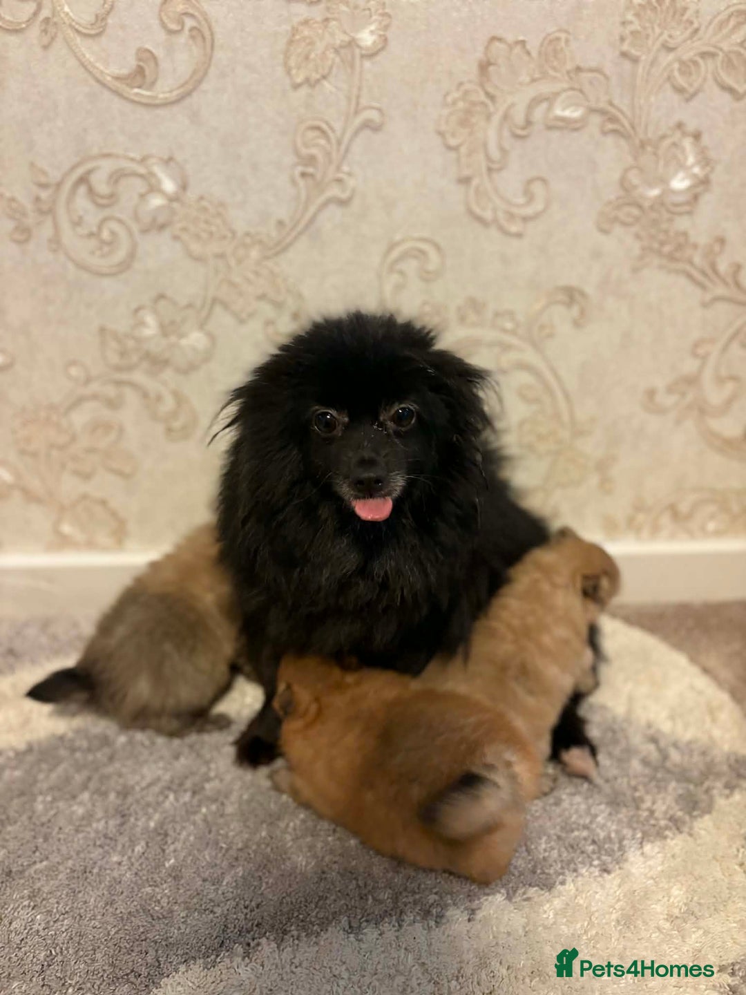 Pomeranian dogs for sale: Beatiful Pomeranian pups - Advert 7