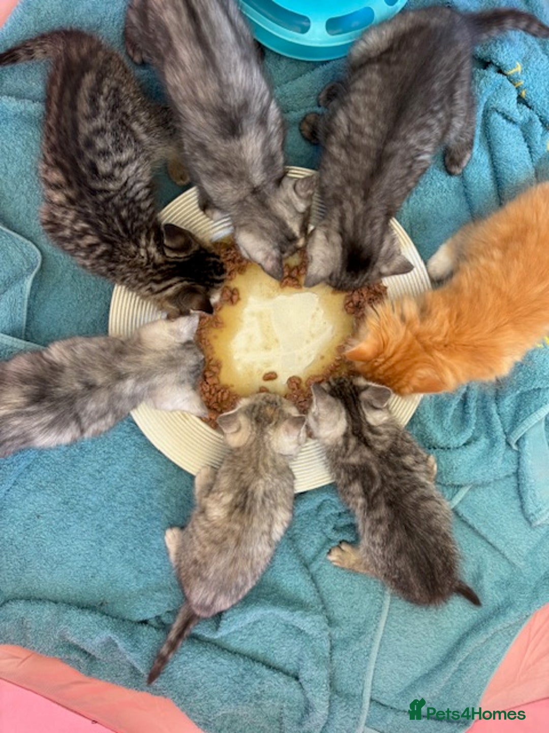 Persian cats for sale: Persian Cross Kittens - GCCF Registered parents - Image 10