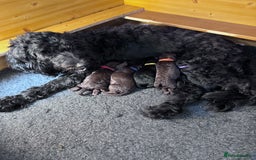 Mini Goldendoodle dogs for sale: Stunning mini F1bb Goldendoodles - Image 10