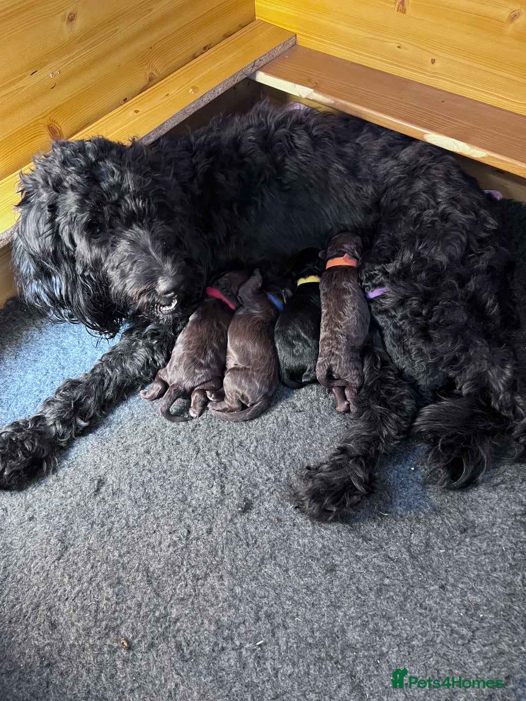 Mini Goldendoodle dogs for sale: Stunning mini F1bb Goldendoodles - Image 10