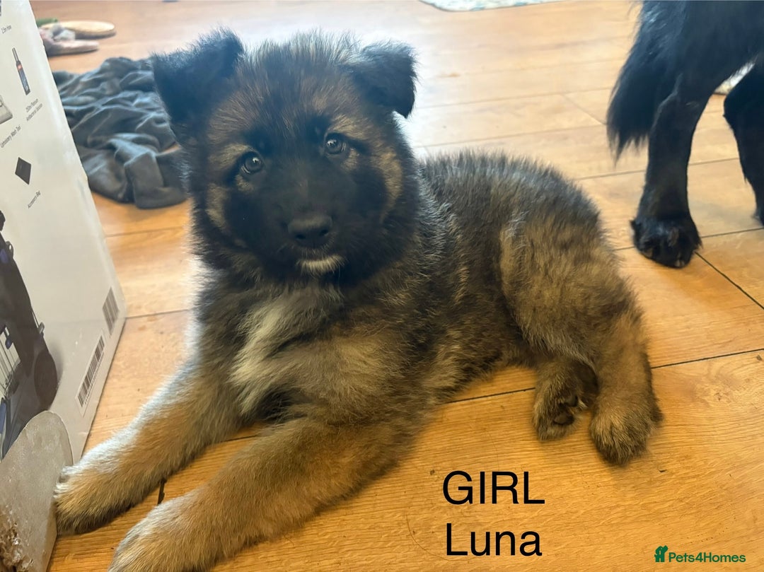 German Shepherd dogs for sale: German Shepherd Puppies - Advert 8