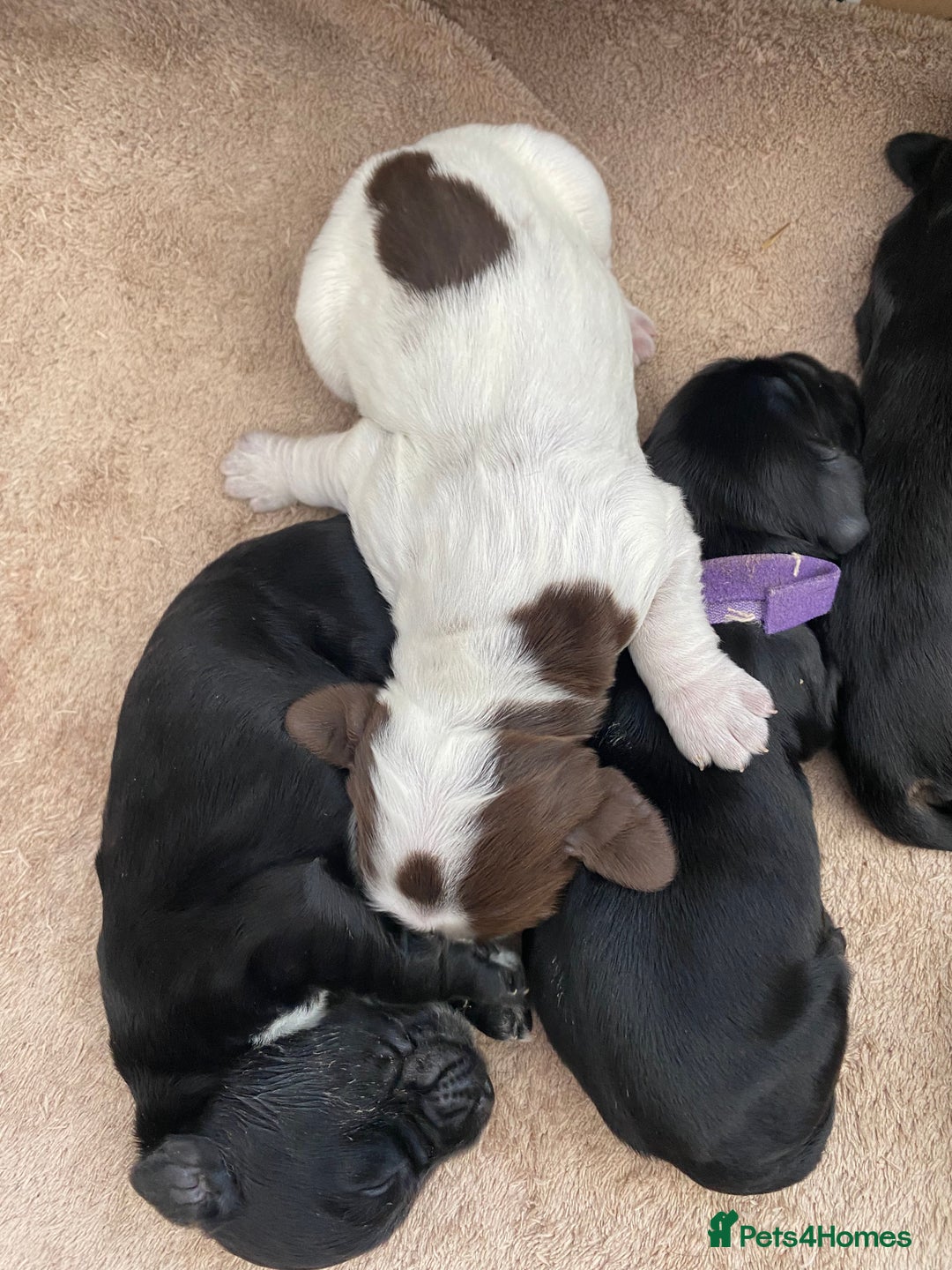 Cocker Spaniel dogs for sale: Cocker spaniels  - Advert 6