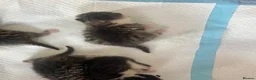 Mixed Breed cats for sale: Mixed short haired British blue kittens in Ware - Advert 7