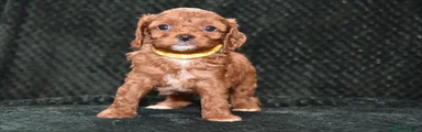 Cavapoo Puppy 4