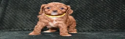 Cavapoo dogs for sale: F1 Toy Cavapoo Puppies Health Tested - Advert 27