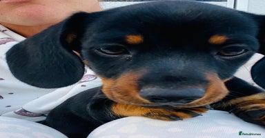 Dachshund dogs - Advert 1