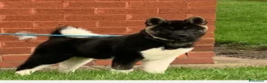 Akita Puppy 2