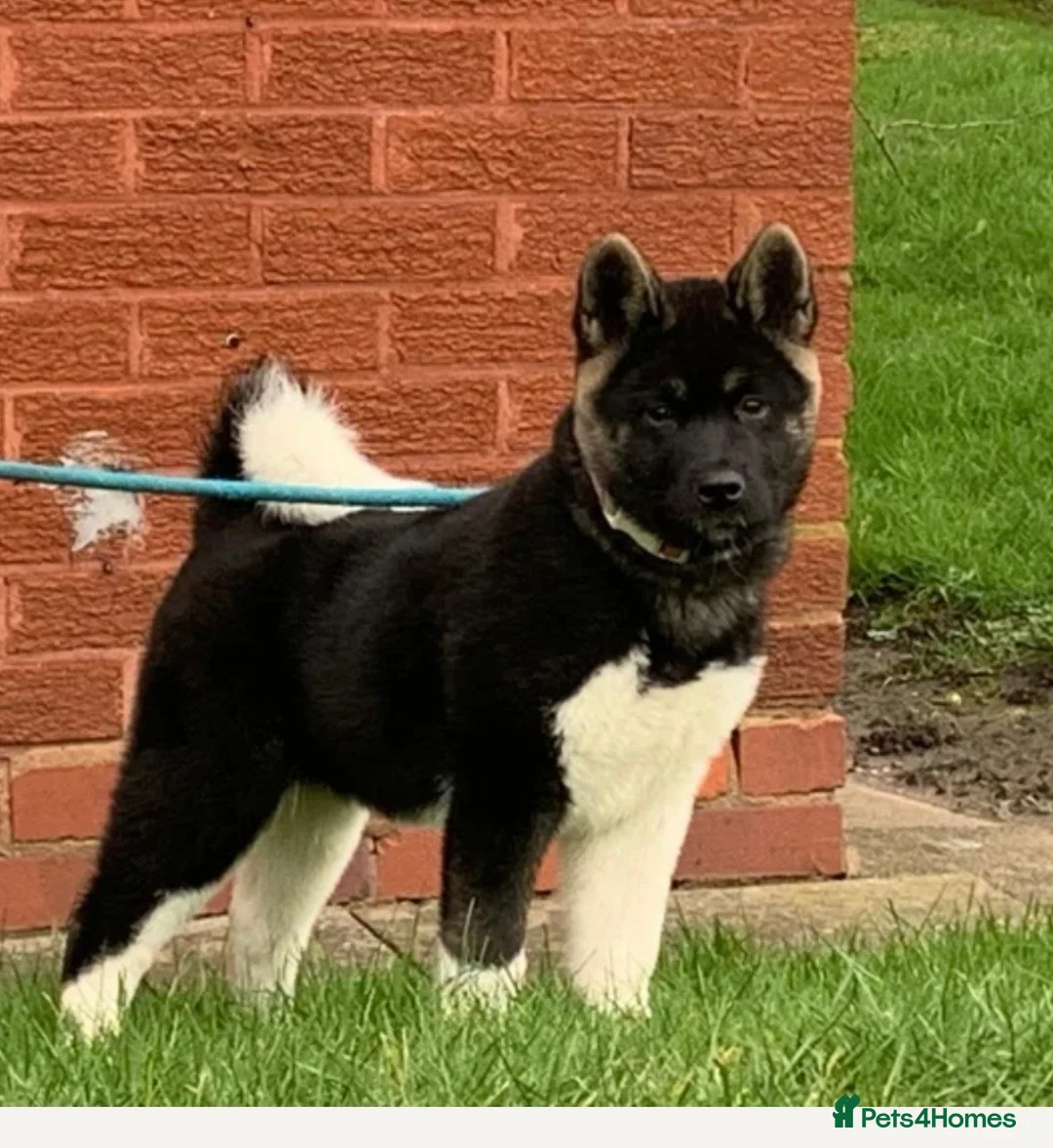 Akita dogs for sale: American Akita  - Advert 4