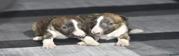 Miniature Bull terrier dogs for sale: Top quality miniature bull terrier puppies  - Advert 3