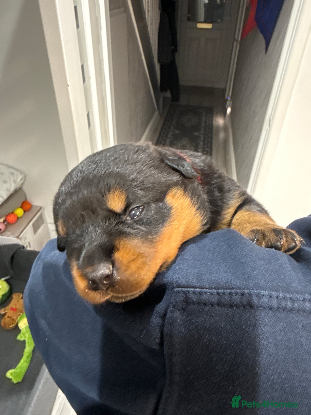 Rottweiler dogs for sale: Rottweiler puppies  - Image 12